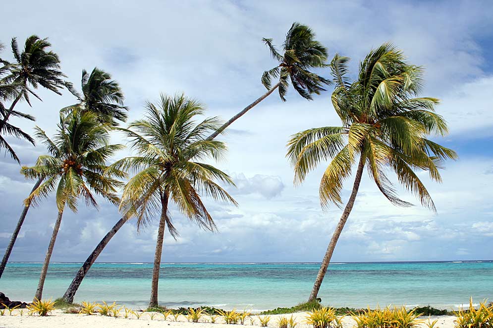 El roble y la palmera